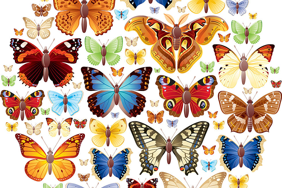 Searching for Butterfly theme Products?Click the Pic now.